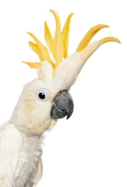 클로즈업의 유황-볏이 있는 앵무새, Cacatua galerita, 흰색 배경 앞 — 스톡 사진