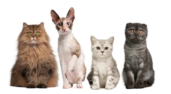 Gruppo di gatti seduti davanti allo sfondo bianco — Foto Stock