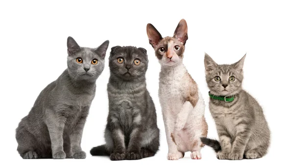 Grupo de gatos sentados na frente do fundo branco — Fotografia de Stock