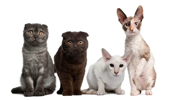 Group of cats sitting in front of white background — Stock Photo, Image
