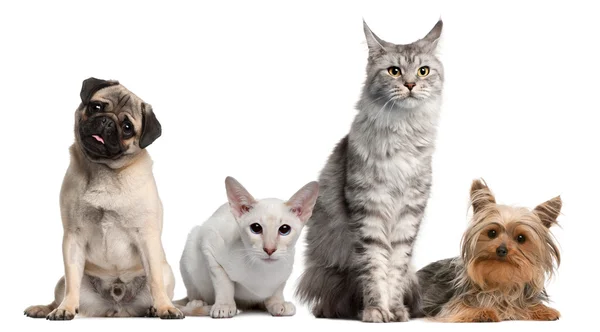 Grupo de perros y gatos sentados frente al fondo blanco — Foto de Stock