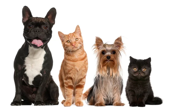 Grupa koty i psy, siedząc w tle — Zdjęcie stockowe