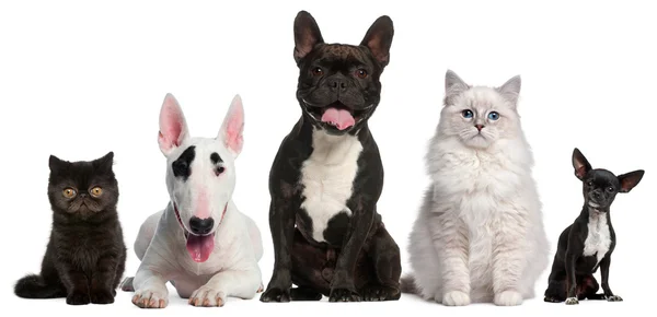 Groupe de chats et chiens assis devant fond blanc — Photo