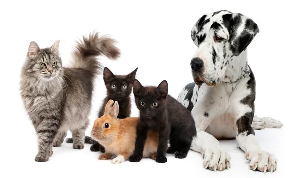 Gruppo di cani e gatti seduti davanti allo sfondo bianco — Foto Stock
