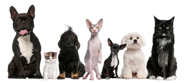 Grupo de perros y gatos sentados frente al fondo blanco — Foto de Stock
