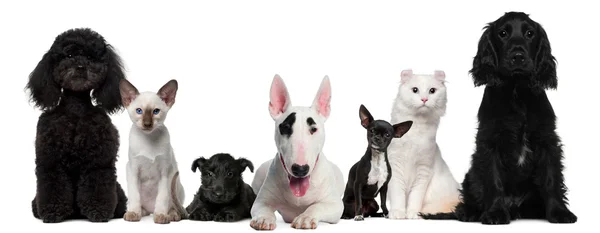 狗和猫坐在白色背景前的组 — 图库照片