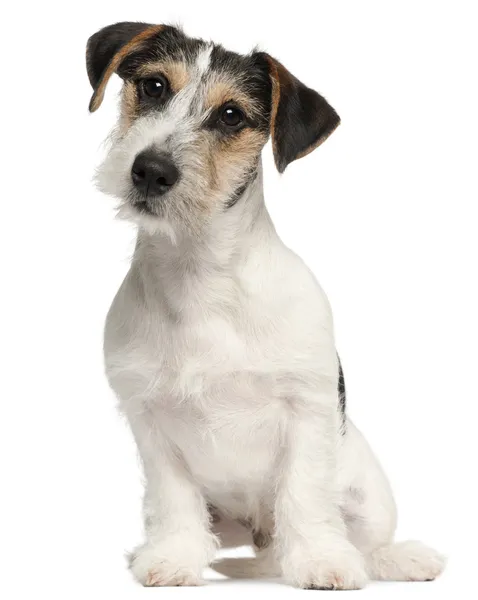 Jack Russell Terrier cucciolo, 5 mesi, seduto davanti allo sfondo bianco — Foto Stock
