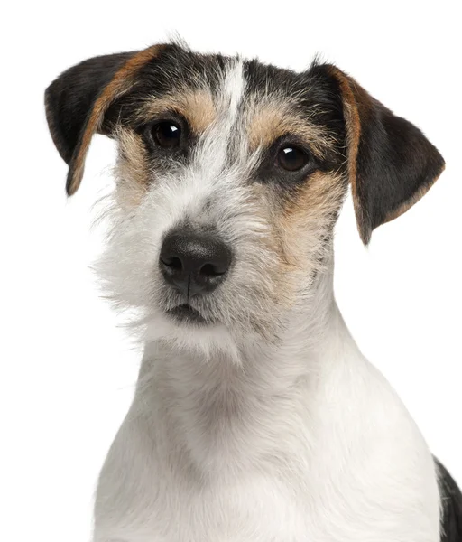 Primer plano de Jack Russell Terrier cachorro, 5 meses de edad, delante de fondo blanco —  Fotos de Stock