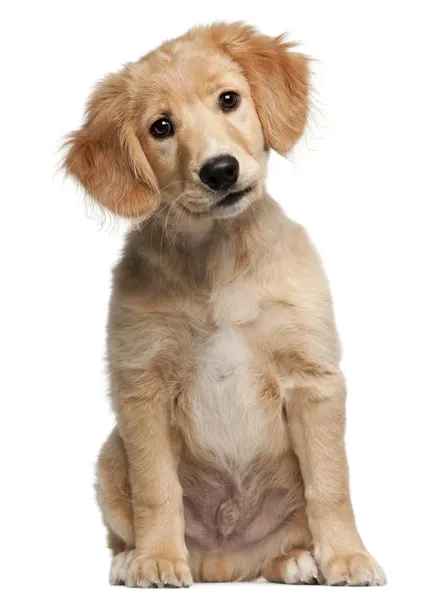 stock image Mixed-breed puppy, 12 weeks old, sitting in front of white background