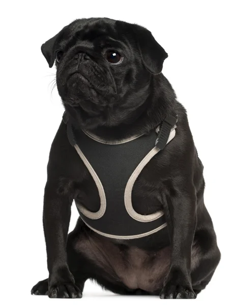 Pug wearing vest, 1 year old, sitting in front of white background — Stock Photo, Image
