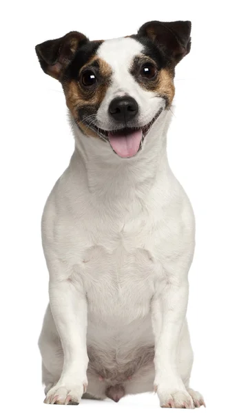 Jack Russell Terrier, 3 years old, sitting in front of white background — Stock Photo, Image