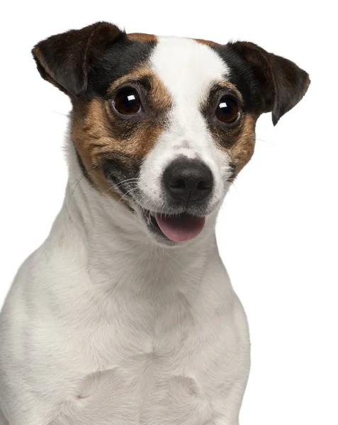Close-up of Jack Russell Terrier, 3 years old, in front of white background — Stock Photo, Image