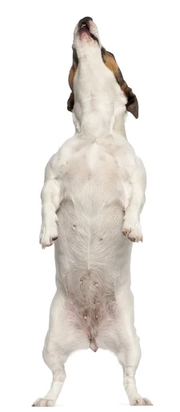 Jack Russell Terrier, 3 éves, fehér háttér előtt áll — Stock Fotó