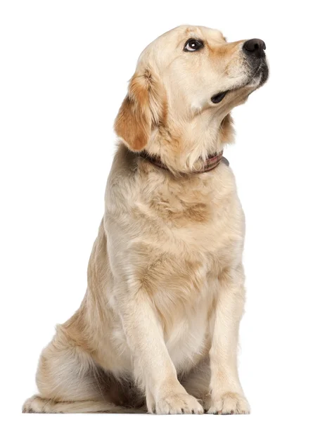 Golden Retriever, 19 months old, sitting in front of white background — Stock Photo, Image