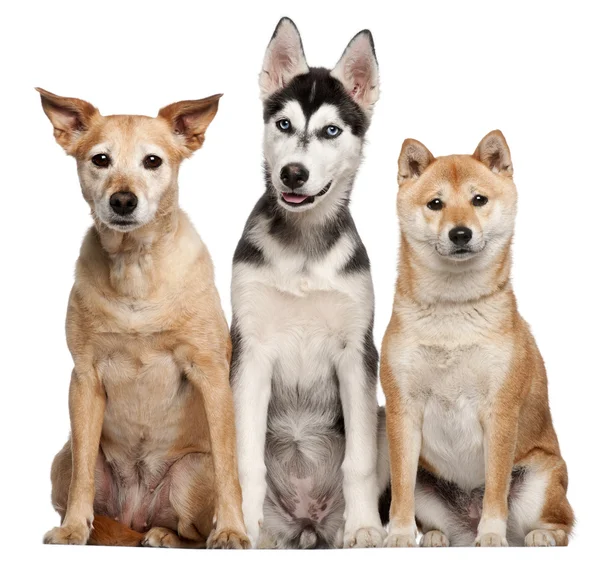 Blandras hund, 9 år gammal, shiba inu, 2 år gammal, och siberian husky valp, 4 månader gammal, sitter framför vit bakgrund — Stockfoto