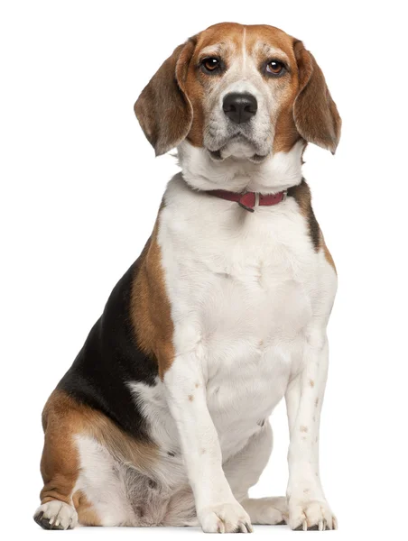 Beagle, 5 jaar oud, zitten in de voorkant van witte achtergrond — Stockfoto