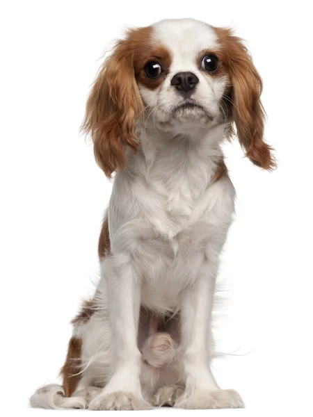 Cavalier King Charles Spaniel, 9 months old, sitting in front of white background — Stock Photo, Image