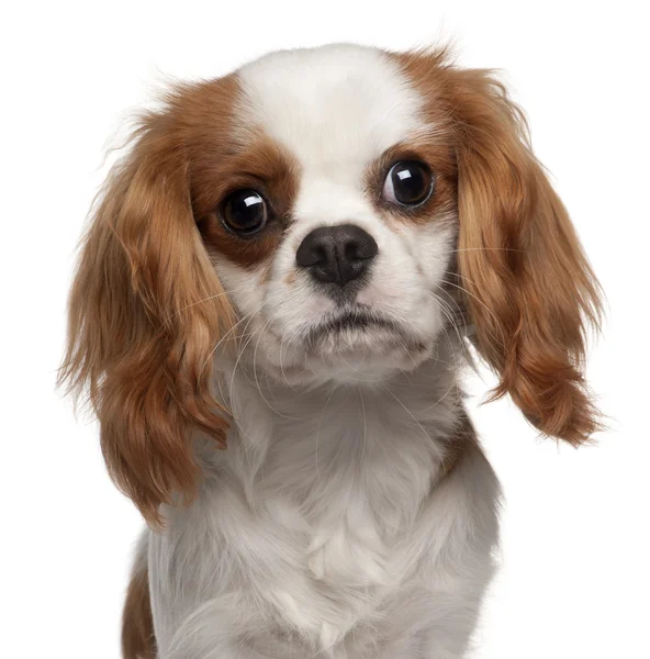 Close-up of Cavalier King Charles Spaniel, 9 months old, in front of white background — Stock Photo, Image