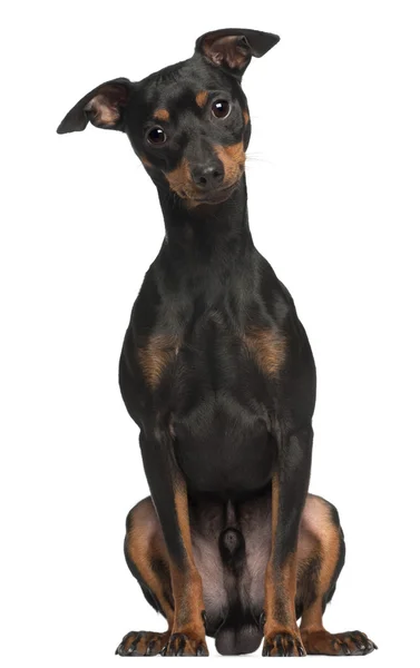 Miniature Pinscher, 1 and a half years old, sitting in front of white background — Stock Photo, Image