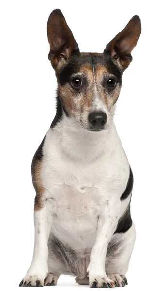 Jack Russell Terrier, 8 años, sentado frente al fondo blanco —  Fotos de Stock
