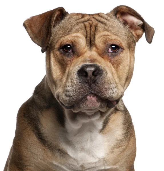 Close-up of American Staffordshire Terrier, 9 months old, in front of white background — Stock Photo, Image