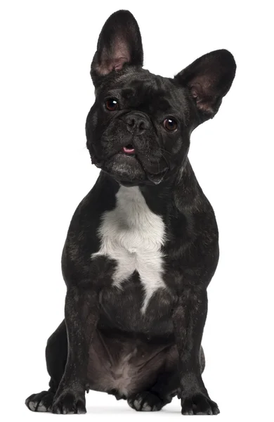 Franse bulldog, 2 en een half jaar oud, zit op witte achtergrond — Stockfoto