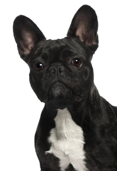 Close-up van Franse bulldog, 2 en een half jaar oud, voor witte achtergrond — Stockfoto