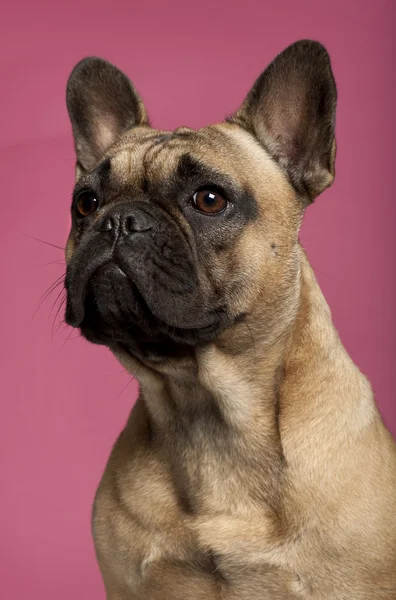 Close-up van Franse bulldog, 11 maanden oud, voor roze achtergrond — Stockfoto