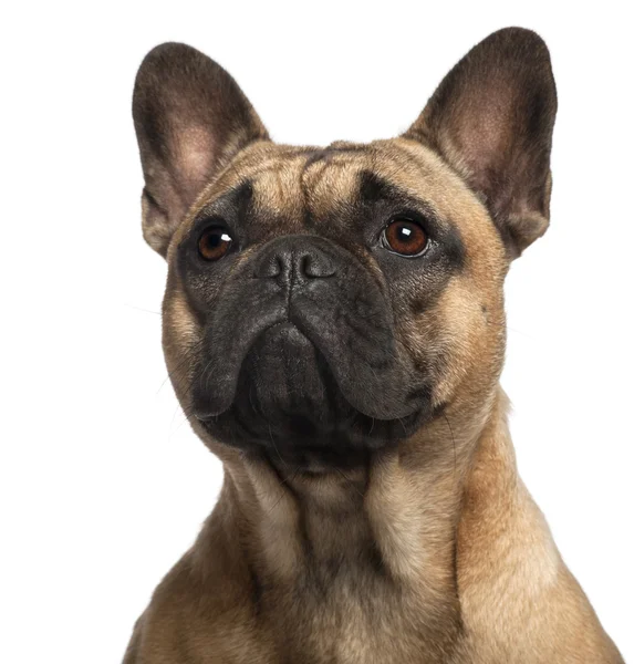 Close-up of French Bulldog, 11 months old, in front of white background — Stock Photo, Image