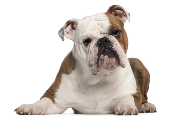 Bulldog Inglés, 18 meses de edad, acostado frente a fondo blanco —  Fotos de Stock