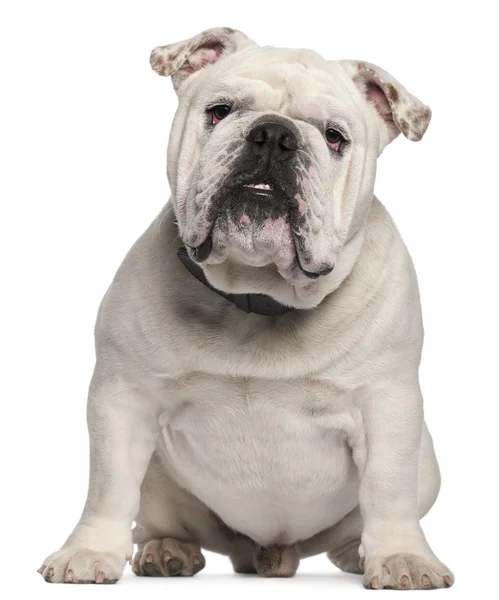 Engels bulldog, 14 maanden oud, zit op witte achtergrond — Stockfoto