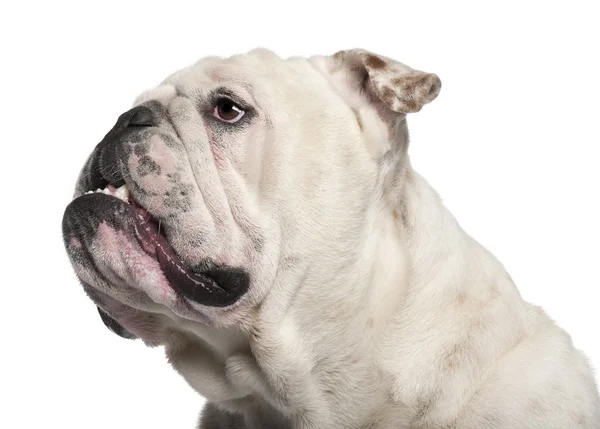Close-up of English Bulldog, 14 months old, in front of white background — Stock Photo, Image