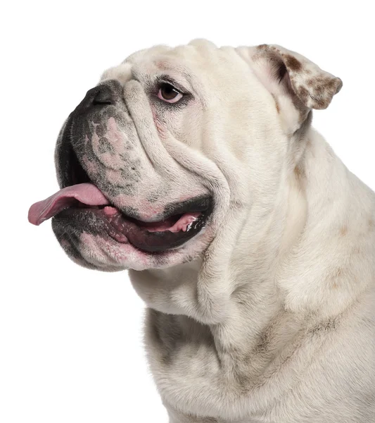 Close-up de English Bulldog, 14 meses, em frente ao fundo branco — Fotografia de Stock