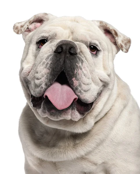 Close-up de English Bulldog, 14 meses, em frente ao fundo branco — Fotografia de Stock