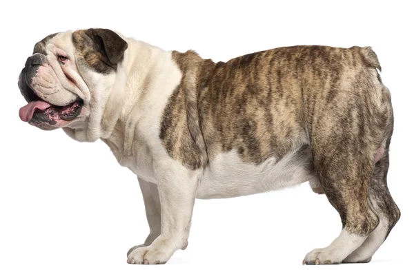 Engelsk Bulldog, 4 år, stående foran hvid baggrund - Stock-foto
