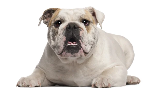 Bulldog anglais, 8 mois, couché devant un fond blanc — Photo