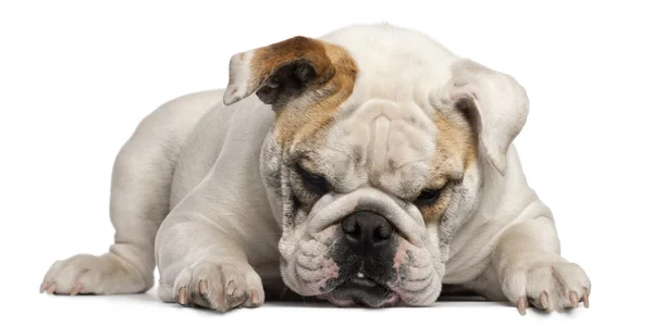 Bulldog inglese, 8 mesi, sdraiato davanti allo sfondo bianco — Foto Stock