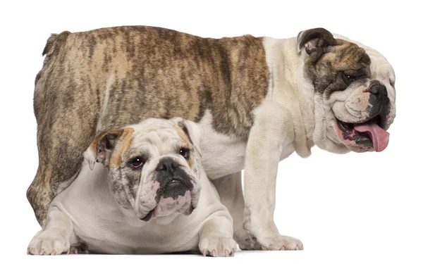 Engels bulldog, 4 jaar oud, en Engels bulldog, 8 maanden oud, voor witte achtergrond — Stockfoto