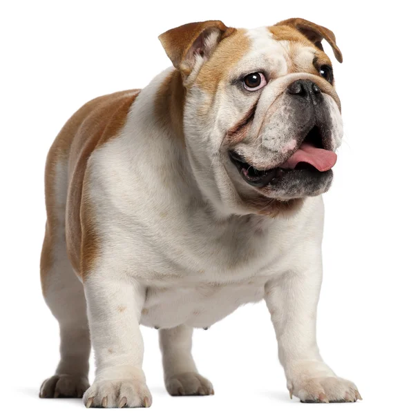 English Bulldog, 11 meses, de pé em frente ao fundo branco — Fotografia de Stock