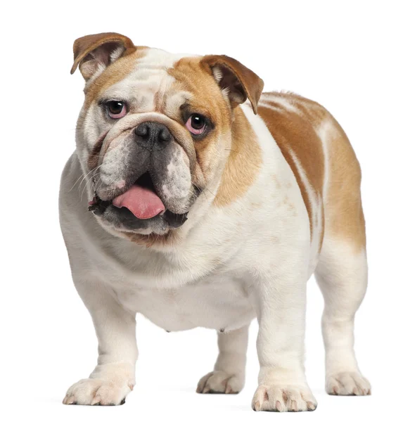 Engels bulldog, 11 maanden oud, staande voor de witte achtergrond — Stockfoto
