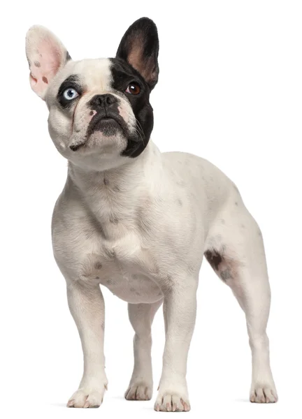 Half blind French Bulldog, 2 years old, standing in front of white background — Stock Photo, Image