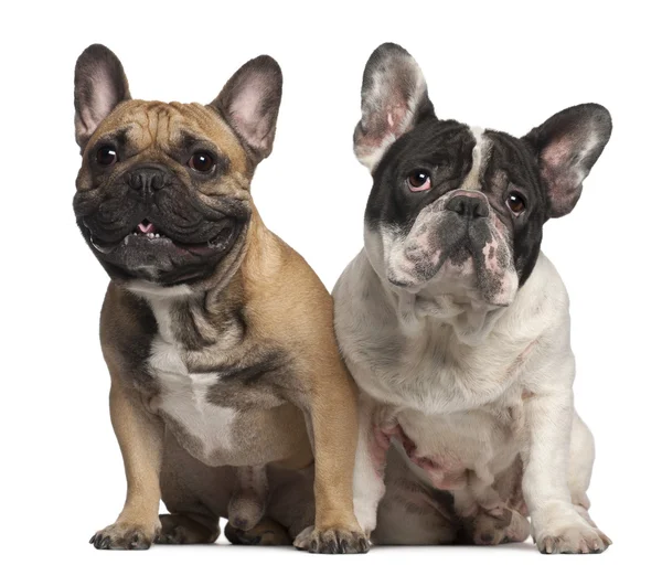 French Bulldog, 2 years old, and French Bulldog, 1 year old, sitting in front of white background — Stock Photo, Image