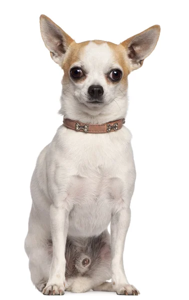 Chihuahua, 2 lat, siedzący z przodu białe tło — Zdjęcie stockowe