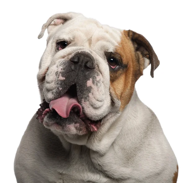Close-up of English Bulldog, 4 years old, in front of white background — Stock Photo, Image