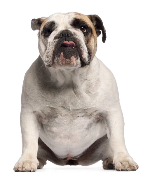 English Bulldog, 11 months old, sitting in front of white background — Stock Photo, Image