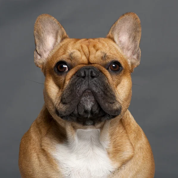 Close-up van Franse bulldog, 1 jaar oud, voor grijze achtergrond — Stockfoto