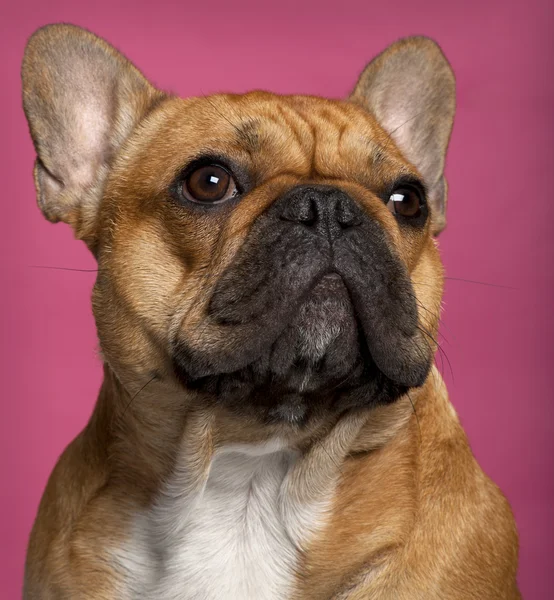Close-up de Bulldog francês, 1 ano, em frente ao fundo rosa — Fotografia de Stock