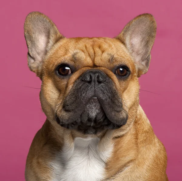 Close-up de Bulldog francês, 1 ano, em frente ao fundo rosa — Fotografia de Stock