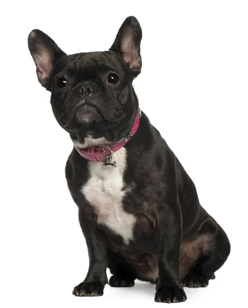 French Bulldog, 30 months old, sitting in front of white background — Stock Photo, Image