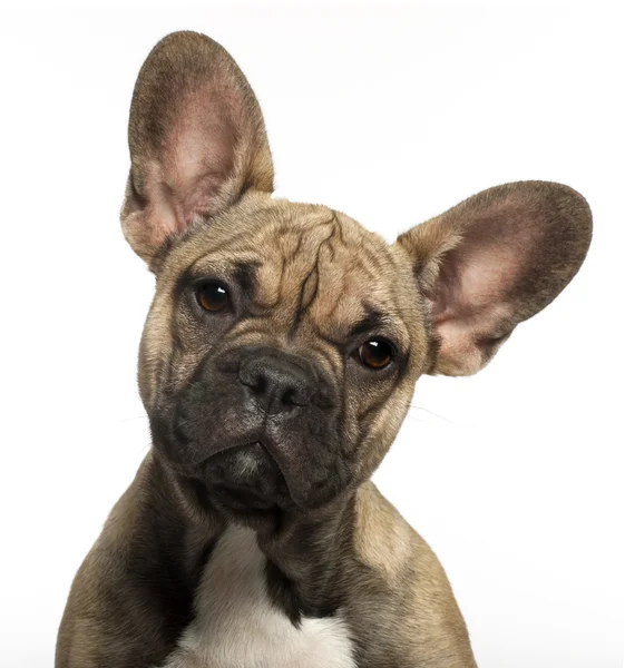 Close-up de cachorro Bulldog francês, 5 meses, na frente do fundo branco — Fotografia de Stock